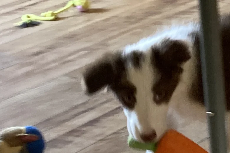 Mixed Breed