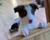Mixed Breed