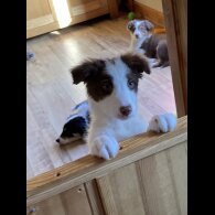 Mixed Breed