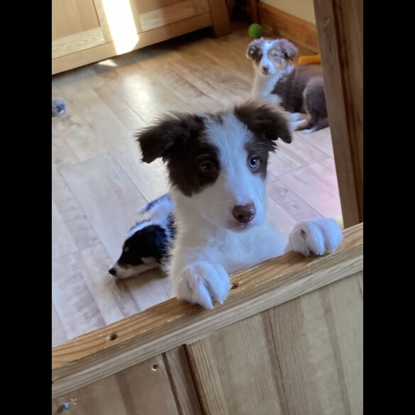 Mixed Breed