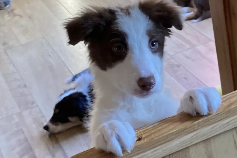 Mixed Breed
