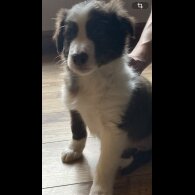 Mixed Breed