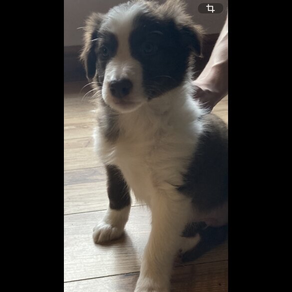 Mixed Breed