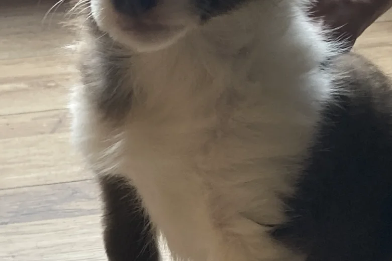 Mixed Breed