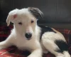 Mixed Breed