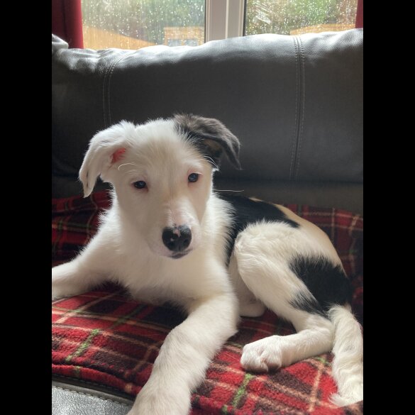 Mixed Breed