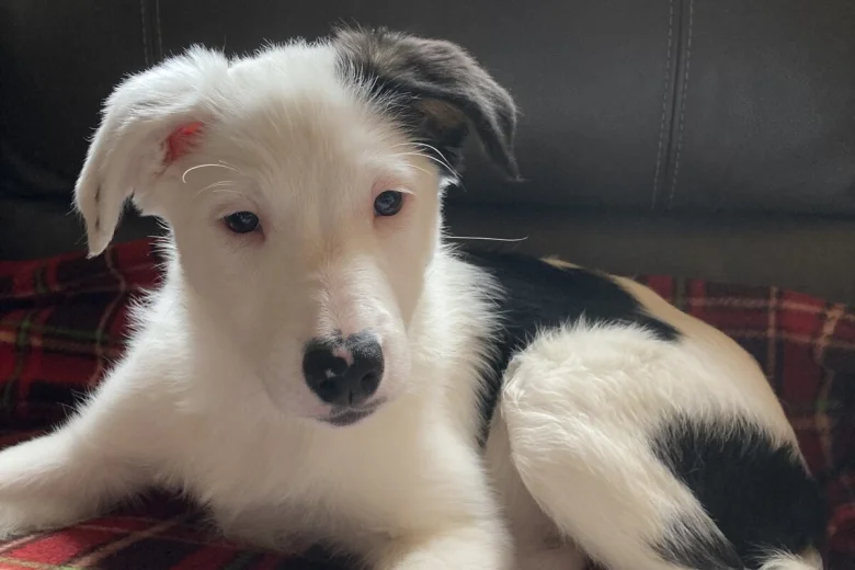 Mixed Breed