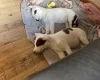 Mixed Breed