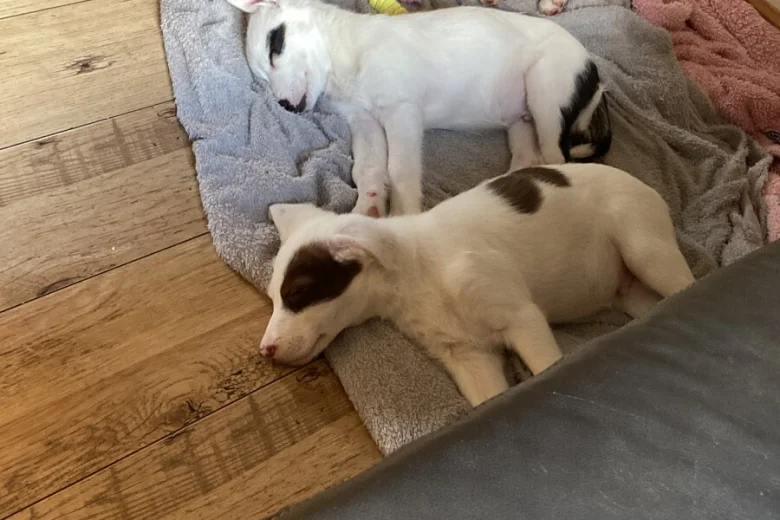 Mixed Breed