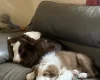 Mixed Breed