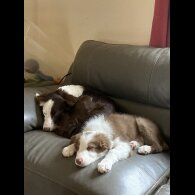 Mixed Breed