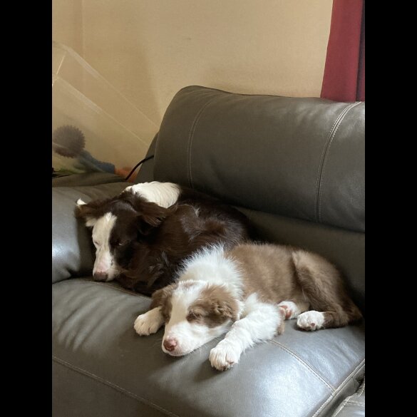 Mixed Breed