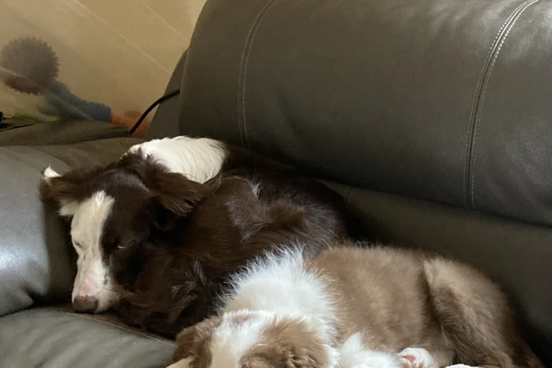 Mixed Breed