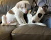 Mixed Breed