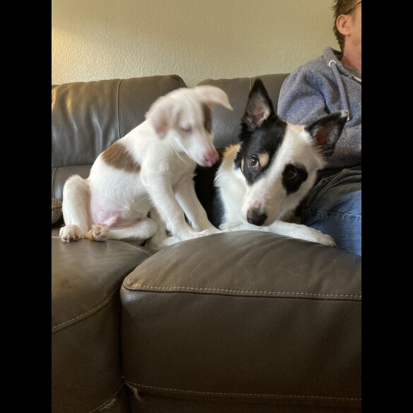 Mixed Breed