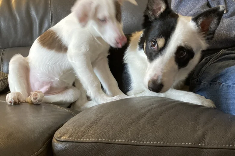 Mixed Breed