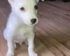 Mixed Breed