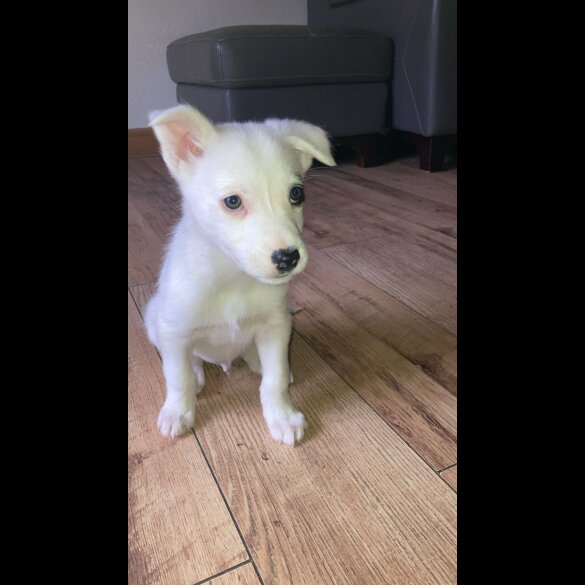 Mixed Breed
