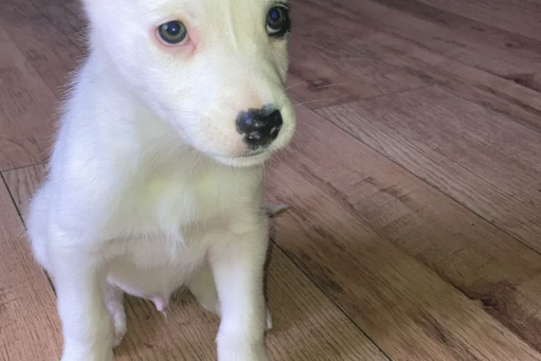 Mixed Breed