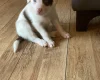 Mixed Breed