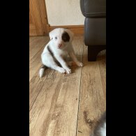 Mixed Breed