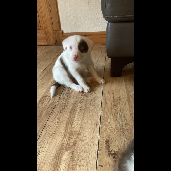Mixed Breed