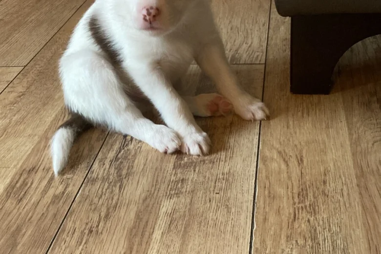 Mixed Breed
