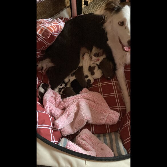 Mixed Breed
