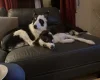 Mixed Breed