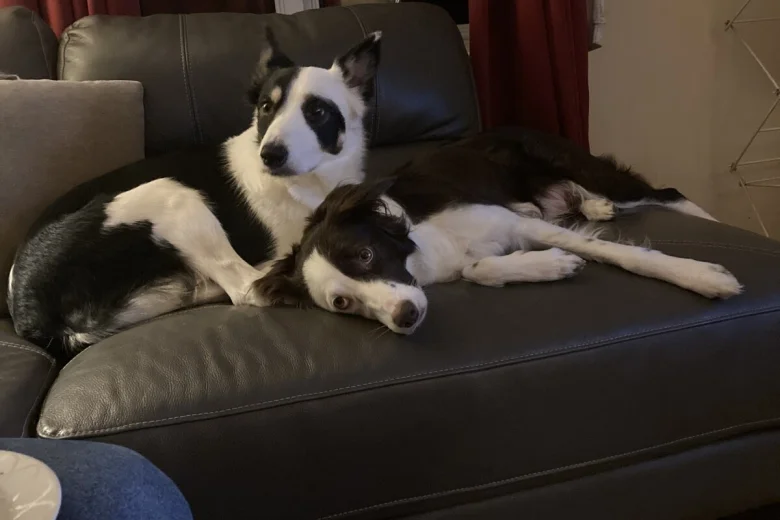Mixed Breed