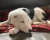 Mixed Breed