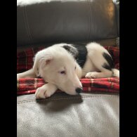 Mixed Breed
