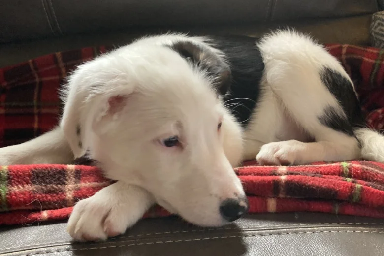 Mixed Breed