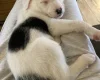 Mixed Breed