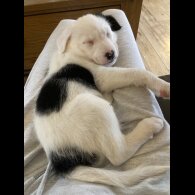 Mixed Breed