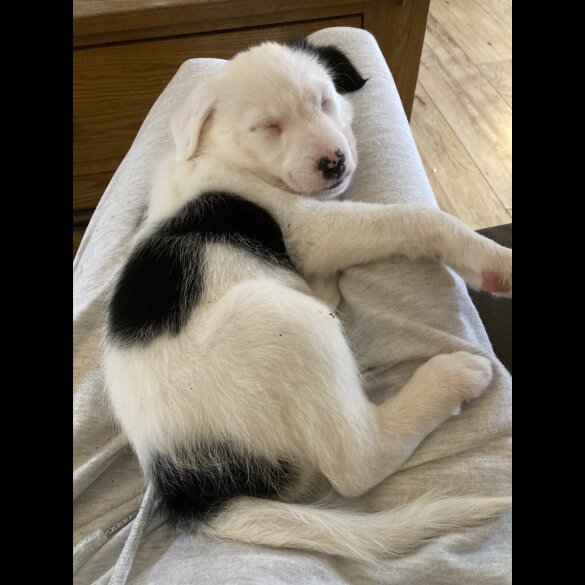 Mixed Breed