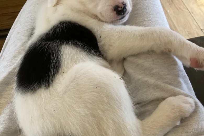 Mixed Breed