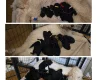 Mixed Breed