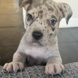 Staffordshire Bull Terrier