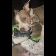 Staffordshire Bull Terrier