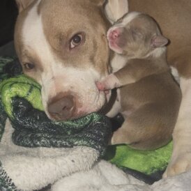 Staffordshire Bull Terrier