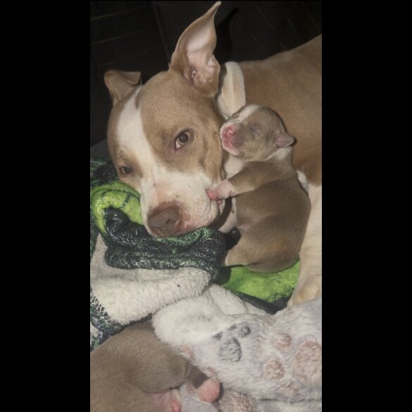 Staffordshire Bull Terrier