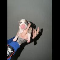 Staffordshire Bull Terrier