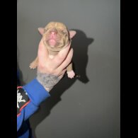 Staffordshire Bull Terrier