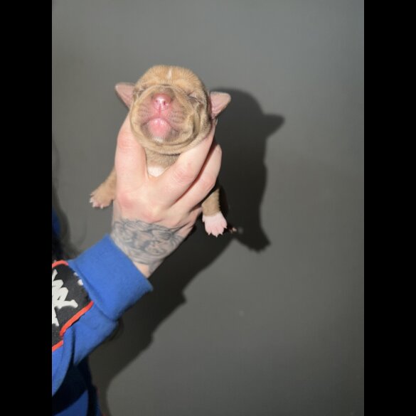 Staffordshire Bull Terrier