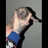 Staffordshire Bull Terrier