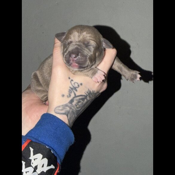 Staffordshire Bull Terrier