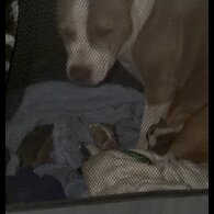 Staffordshire Bull Terrier