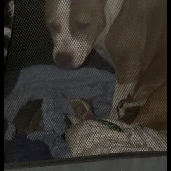 Staffordshire Bull Terrier