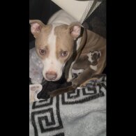 Staffordshire Bull Terrier